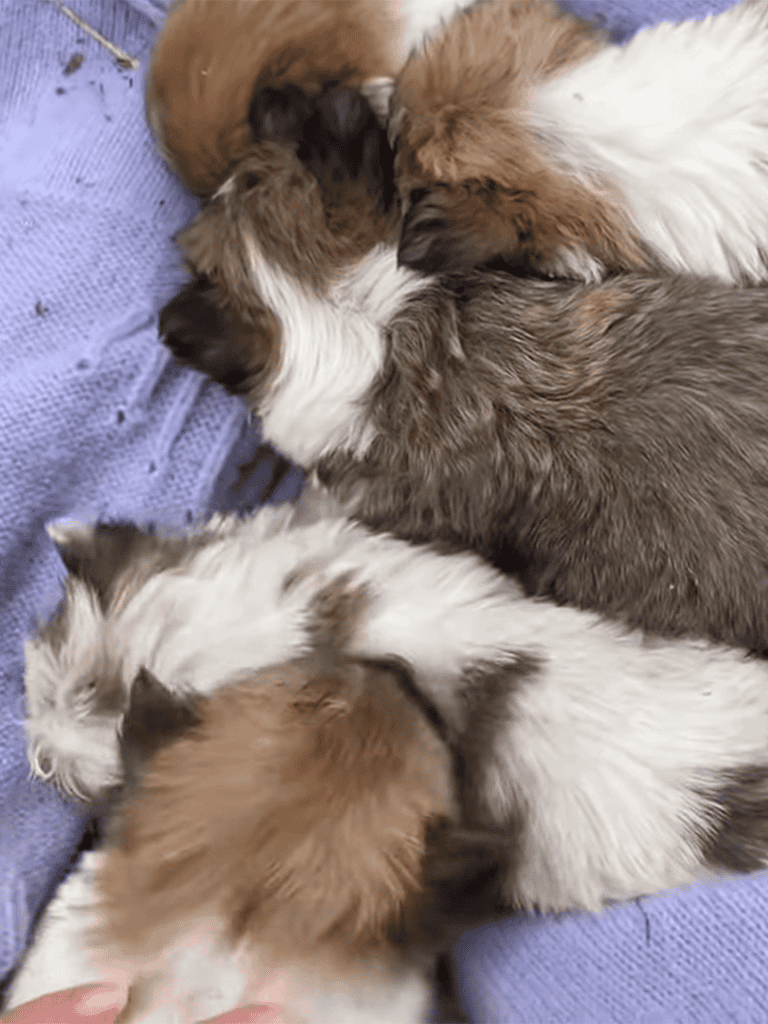 Cute puppies sleeping together on blanket, snuggling peacefully.