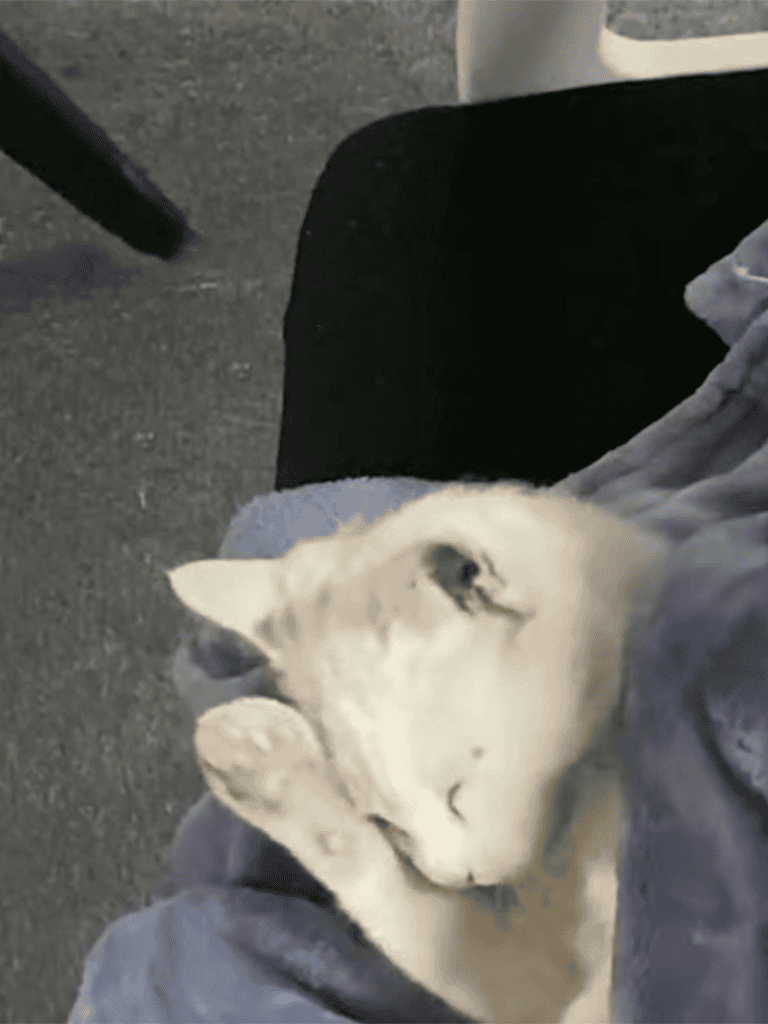 Dog sleeping on person's lap, adorable and relaxed puppy resting comfortably.