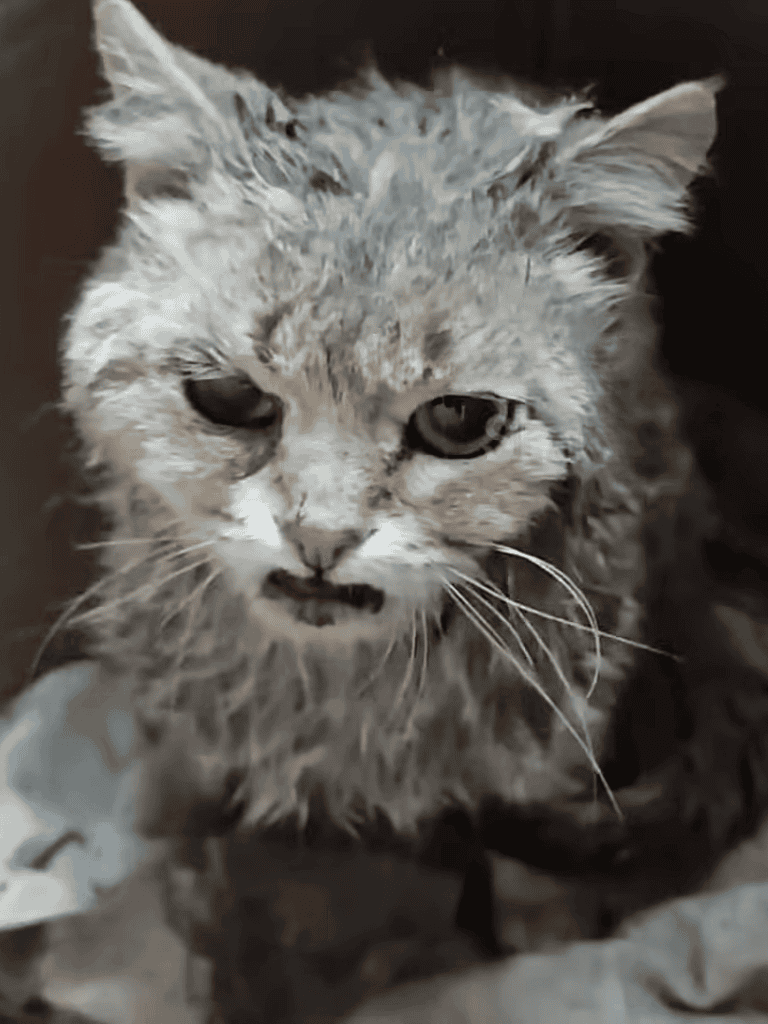 Close-up of a distressed leopard cat with a missing eye.