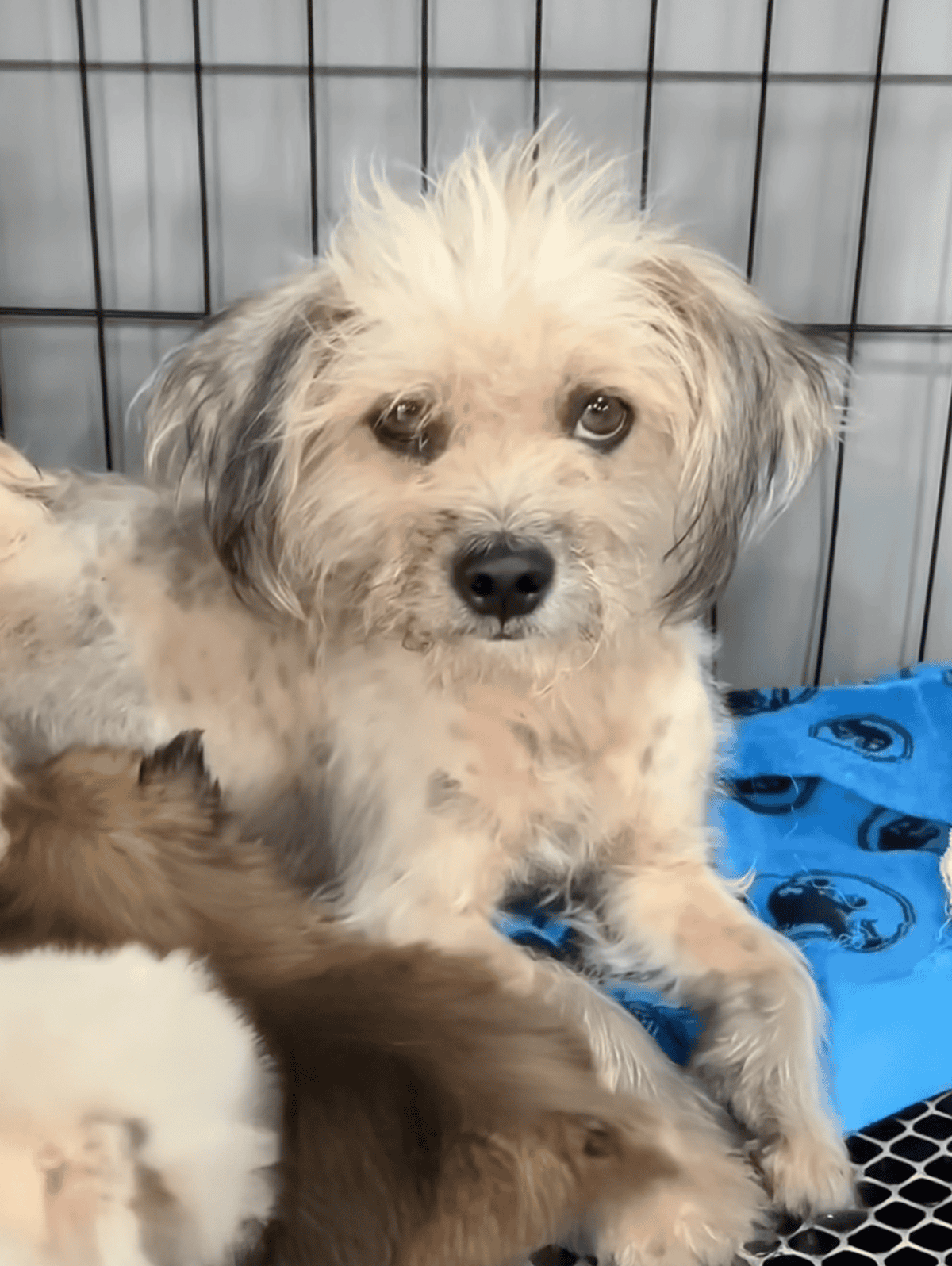 Adorable mixed breed rescue puppy in shelter cage, looking for a loving home.