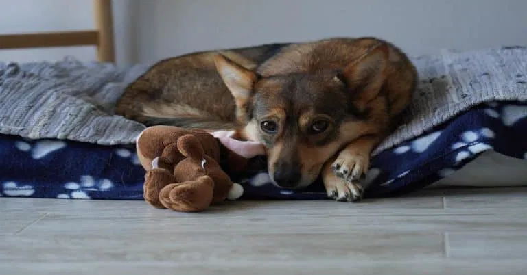 Adorable dog lying on cozy bed with soft blanket and plush toy, perfect for pet comfort.