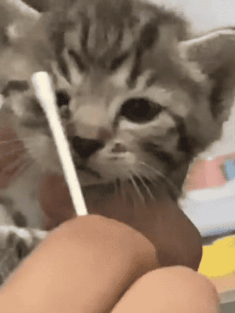 Cute kitten playing with a cotton swab, showcasing adorable and curious feline behavior.