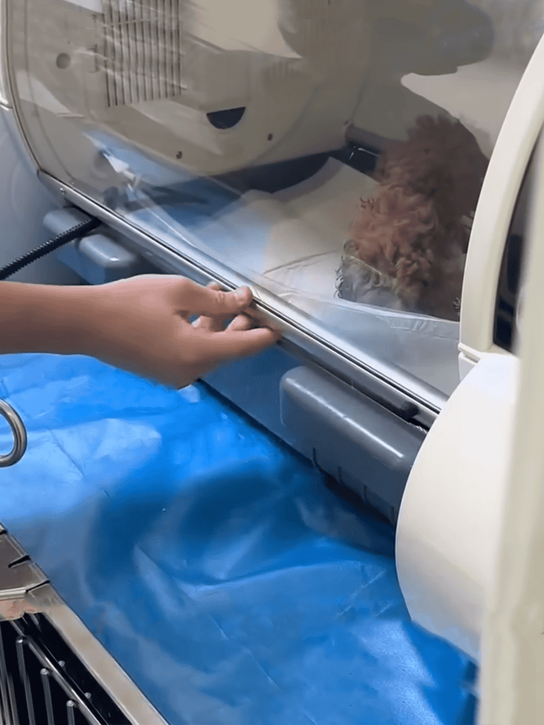 Safe and secure dog transport in enclosed carrier for veterinary visits.