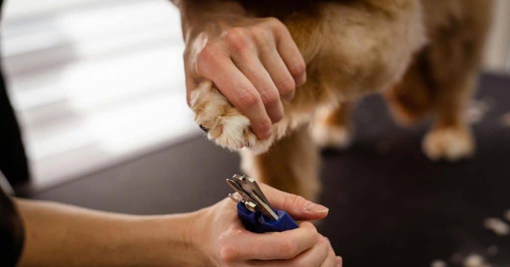 Dog nail trimming service at home.