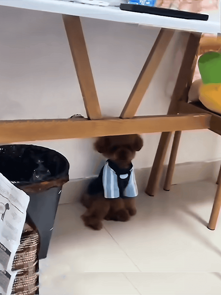 Adorable brown poodle puppy wearing a stylish striped outfit, sitting under a wooden table.