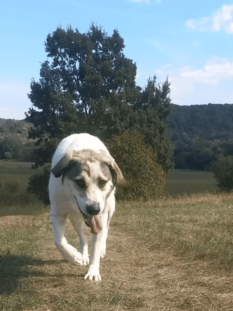 Adorable dog running with joy across a grassy field on a sunny day. Perfect image highlighting active dog care.