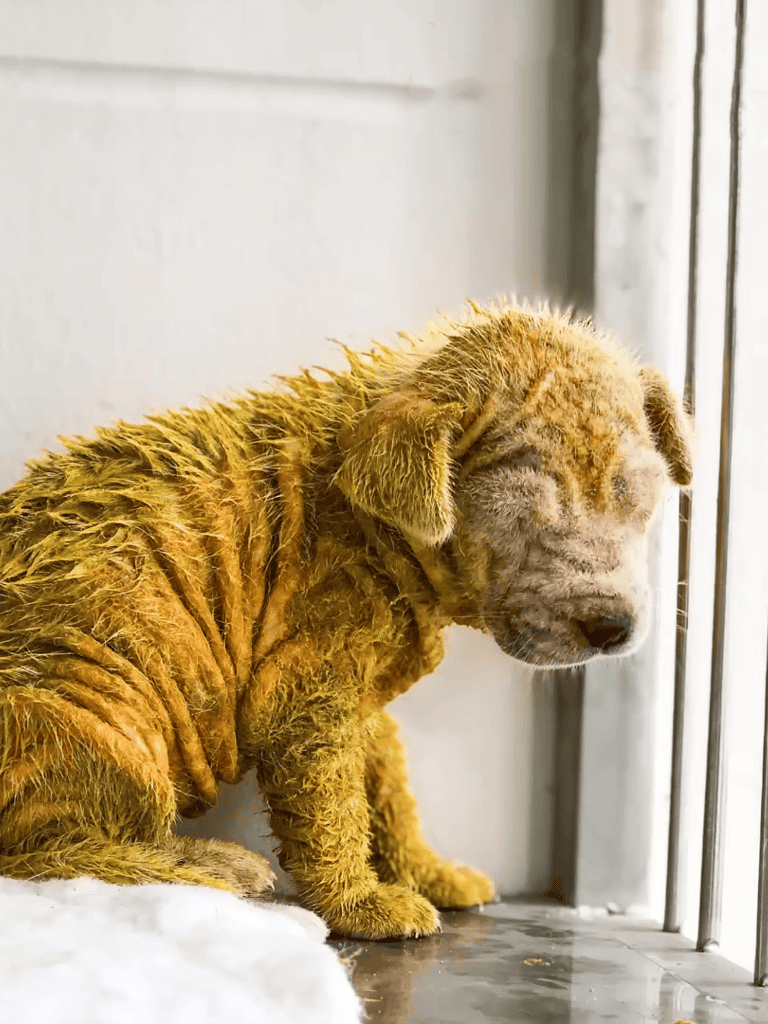 Sweaty, dirty, wet puppy looking sad at shelter.