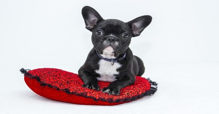 Adorable French Bulldog puppy lying on decorative red pillow with black lace edges.