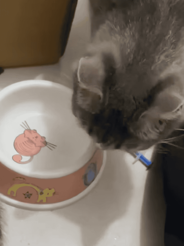 Close-up of a gray cat drinking water from a colorful pet bowl, emphasizing pet hydration and care.