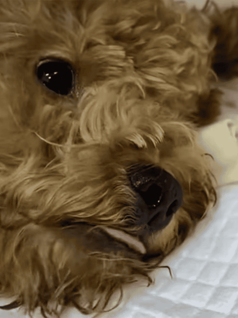 Golden retriever puppies cuddling and sleeping on a soft surface for comfort.