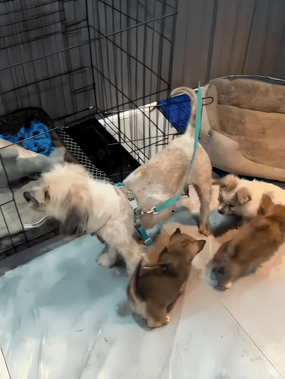 Adorable puppies interacting in a safe dog enclosure, ideal for pet socialization and dog training.