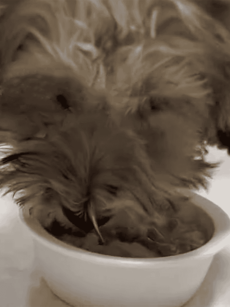 Dog eating food from a bowl, cute pet enjoying mealtime, optimal nutrition, healthy dog food.