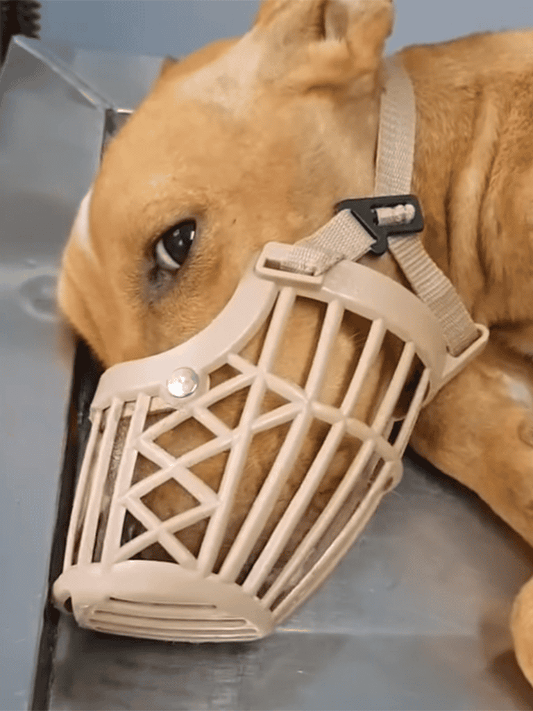 Safe dog muzzle on a relaxed dog after veterinary appointment.
