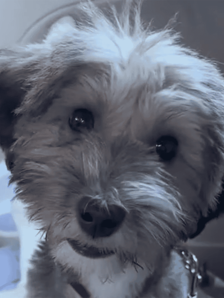 Adorable dog with fluffy fur and expressive eyes, ready for grooming or care at Dogfix.
