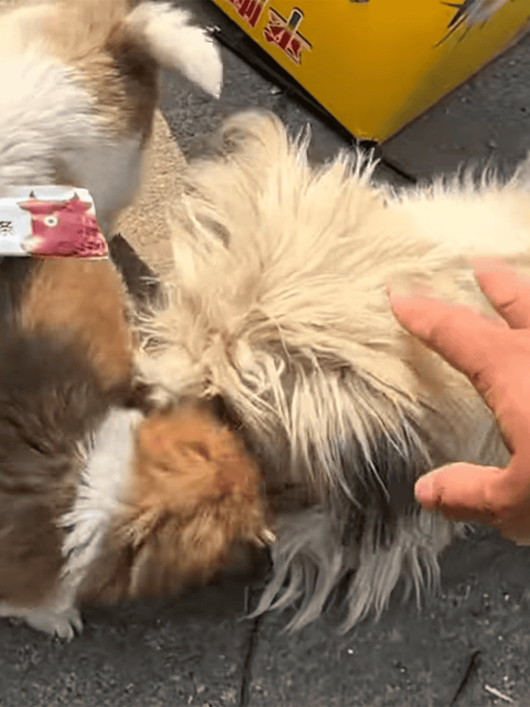 Adorable puppies interacting and playing together on the street. Perfect image to showcase puppy socialization and care.