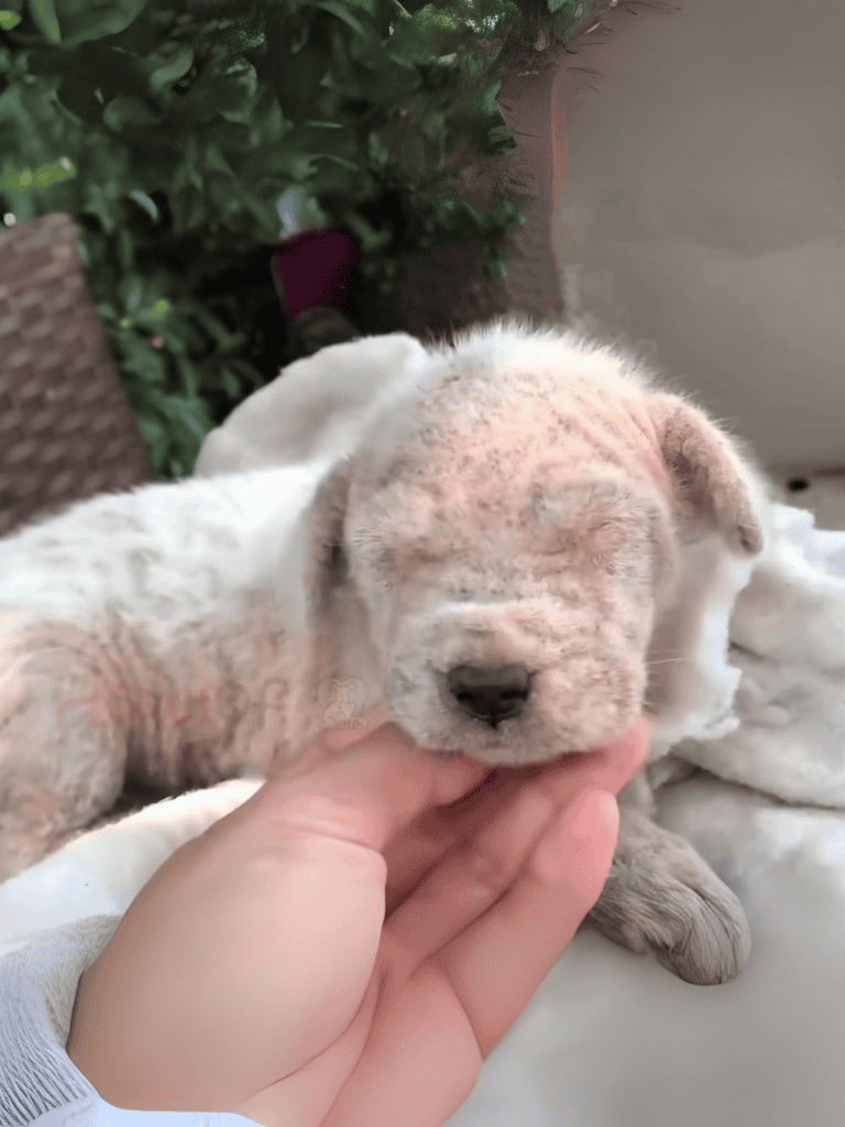 Adorable sleeping puppy with closed eyes and soft fur, resting peacefully.