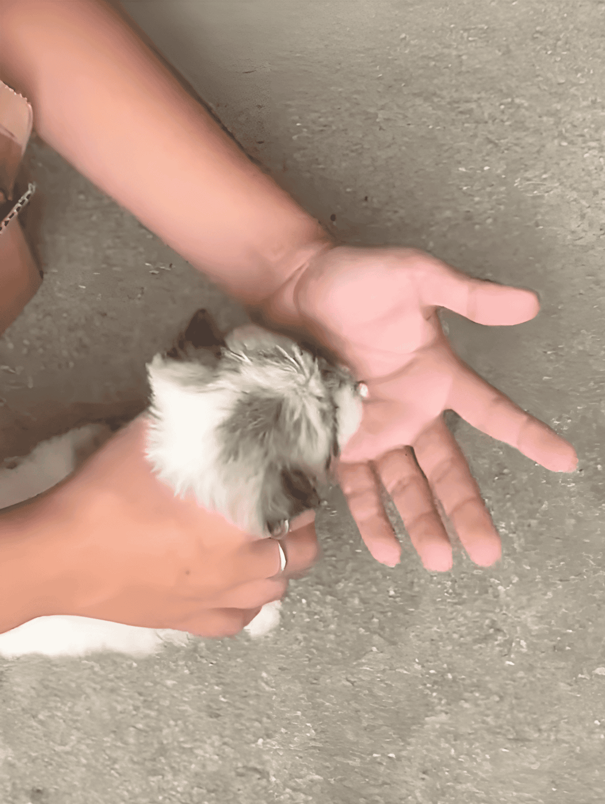 Gentle puppy training session with hands on concrete surface, showcasing effective dog care techniques.