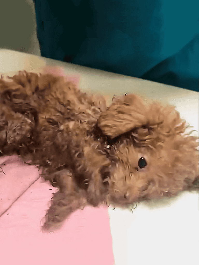 Adorable brown poodle puppy lying comfortably on a pink blanket, showcasing its fluffy coat.