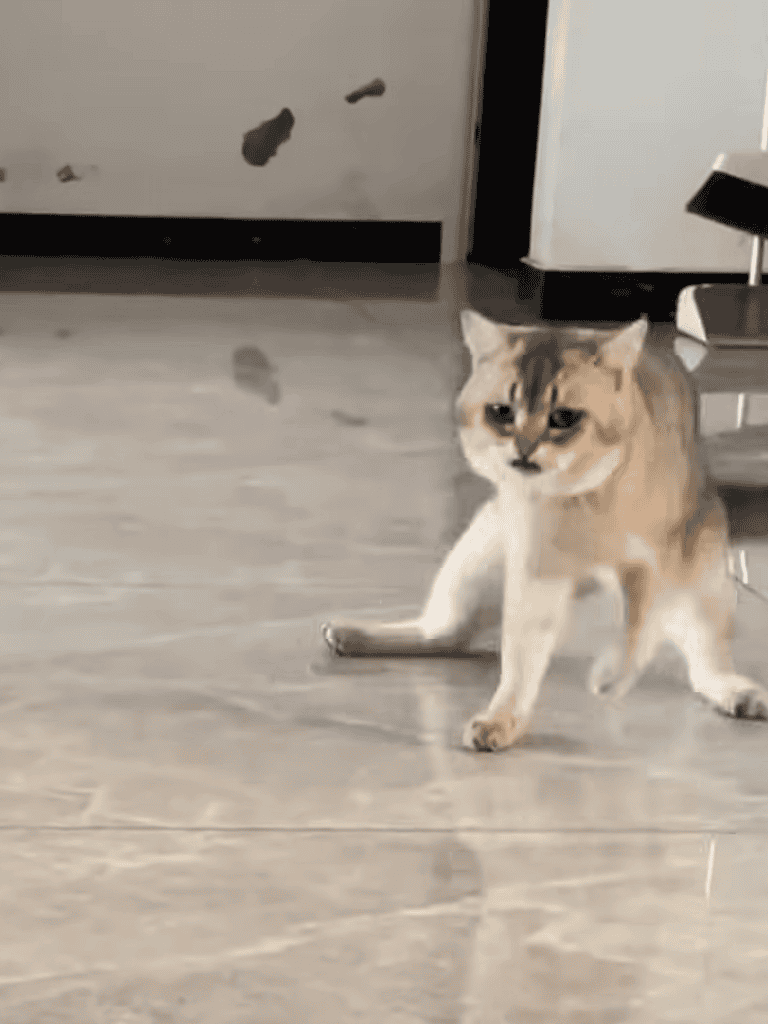 Adorable cat exploring indoors on a shiny floor, playful and curious.