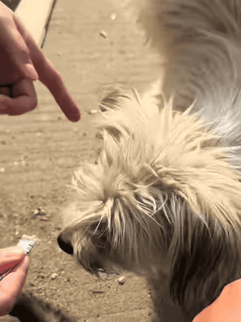 Dog training, treats, positive reinforcement, puppy behavior, obedience.