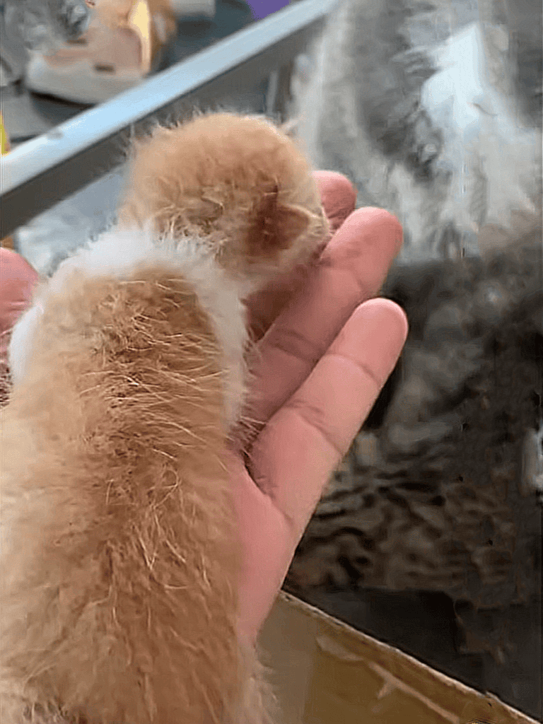 Cute puppy gently resting in a person's hand.