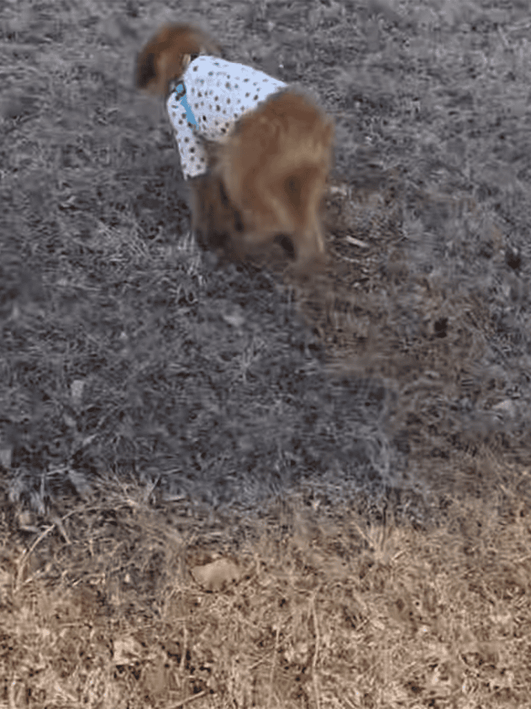 Adorable puppy wearing a polka dot shirt exploring outdoor dirt and grass.