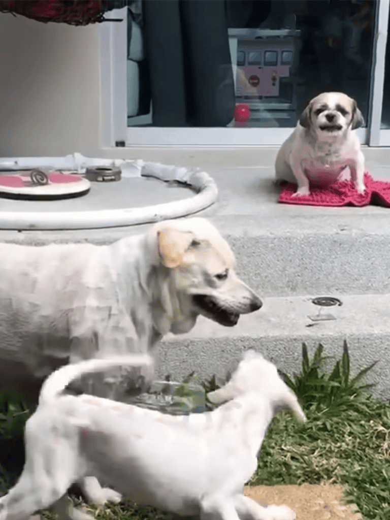 Cute puppy and adult dog playing outside, capturing joyful canine moments at home.