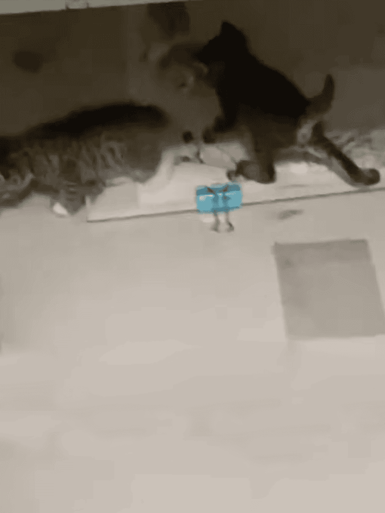 Adorable kitten and puppy playing together on the floor.