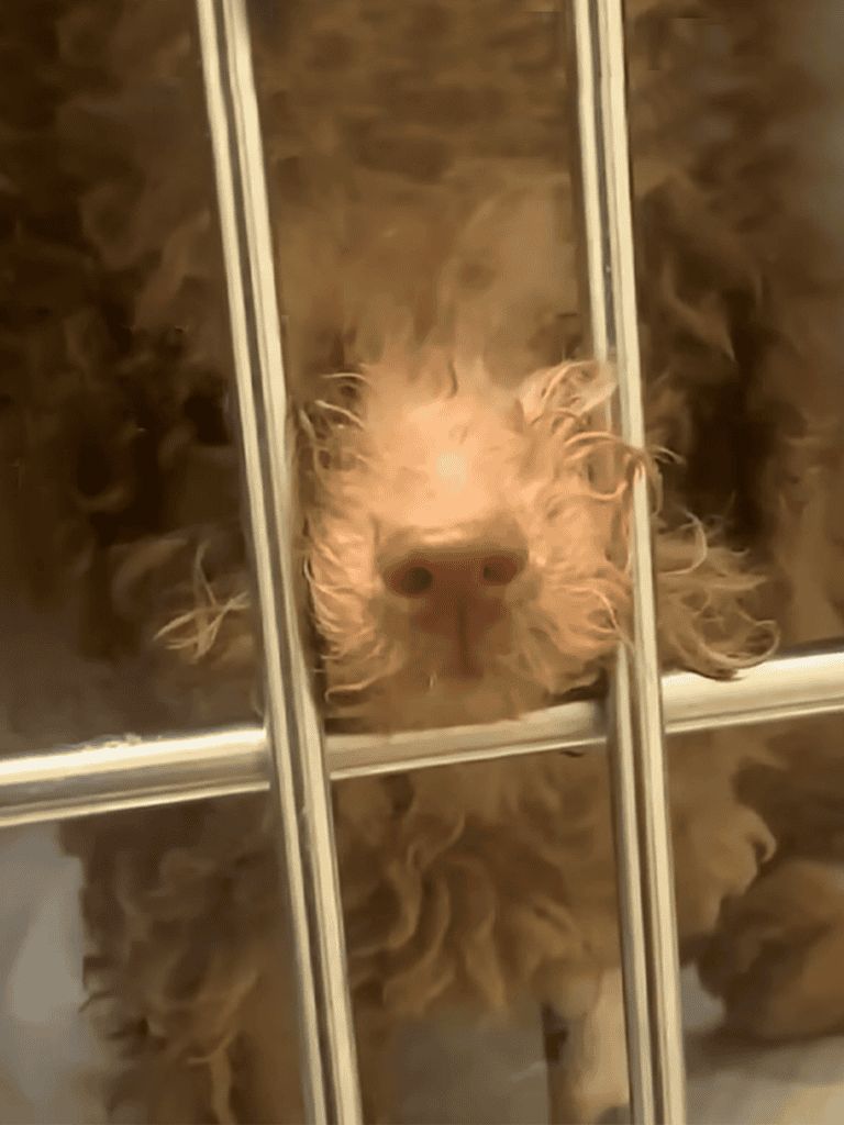 Dog looking through kennel bars, adorable expression and curly fur, image of a playful pet in a shelter or pet care facility.