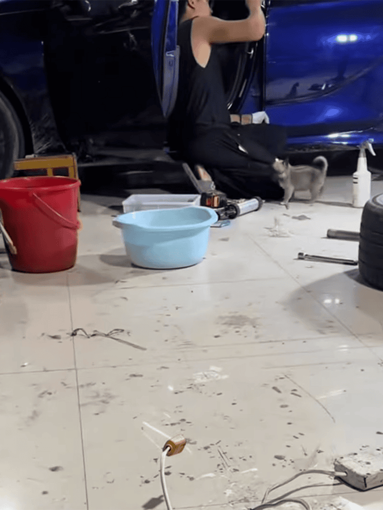 Dog fix service for automotive repair and dog owner convenience.