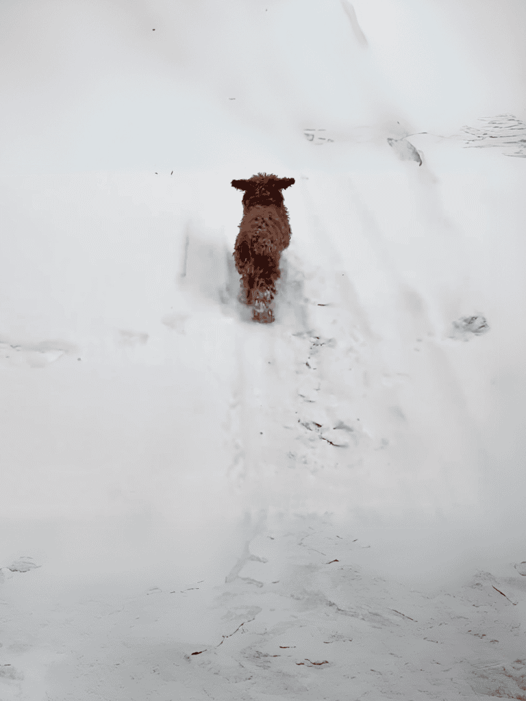 Dog running through snow in winter landscape.