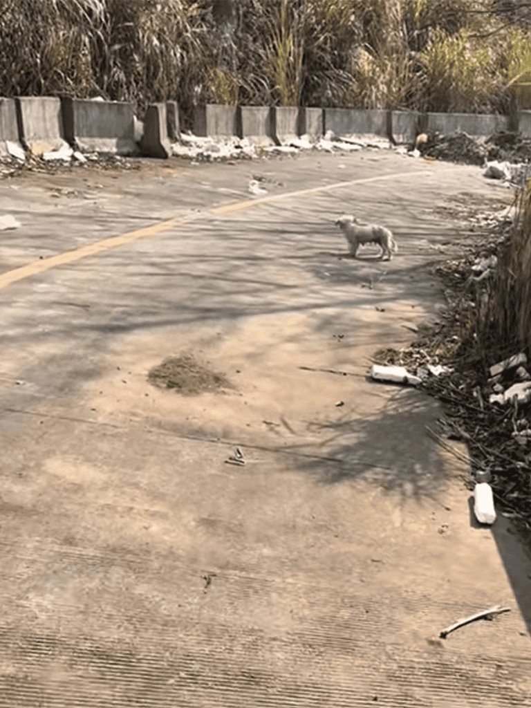Dog wandering in a desolate, debris-filled outdoor concrete space.
