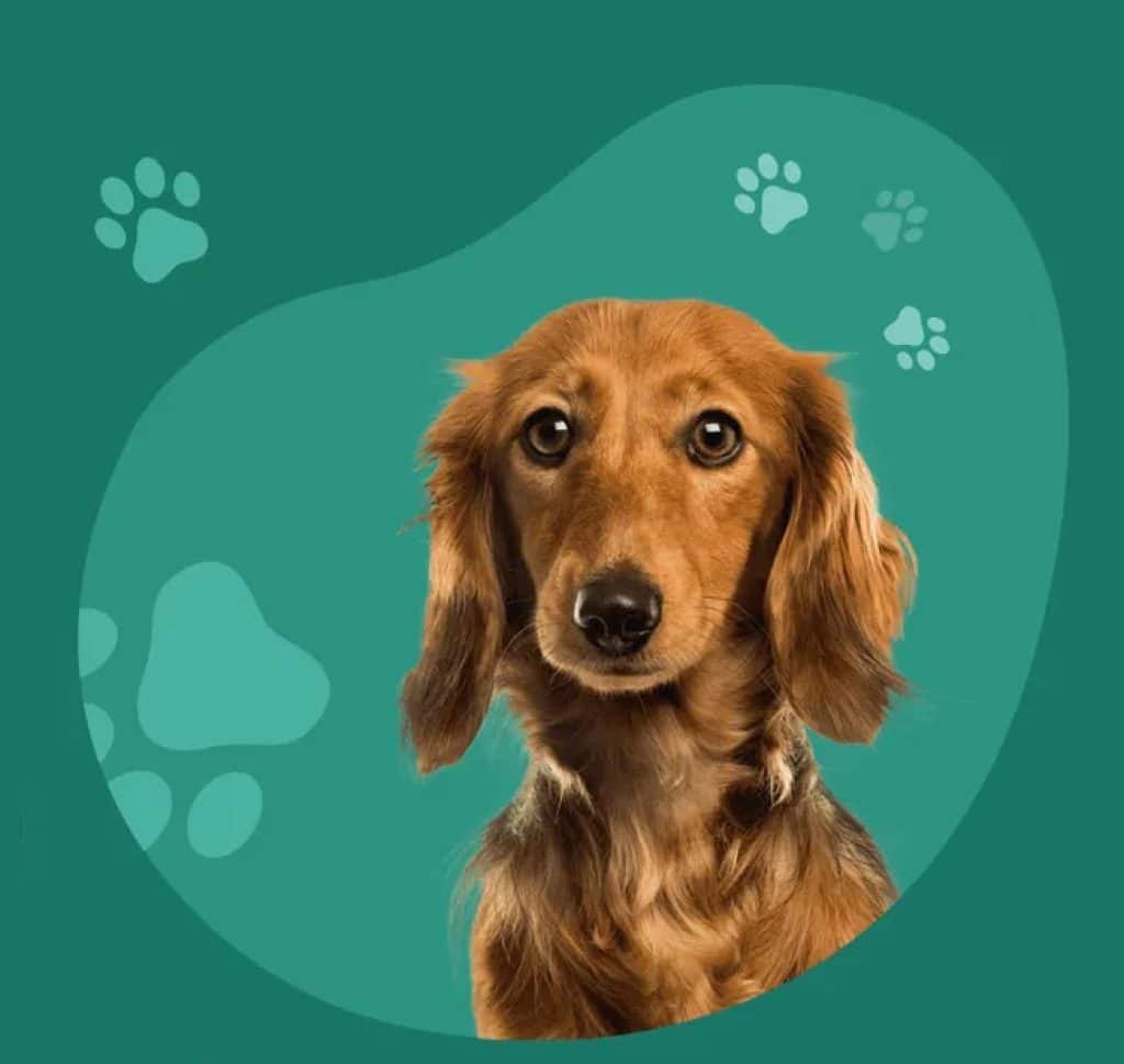 Adorable brown dachshund dog with long ears looking directly at camera.